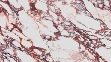 laminam_calacatta_viola_natural